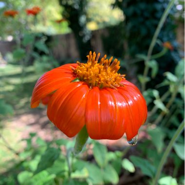Tithonia Red Torch