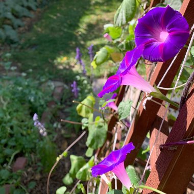 Ipomoea purpurea 'Grandpa Ott'