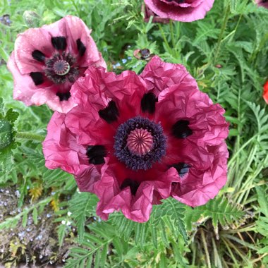 Oriental poppy 'Patty's Plum'
