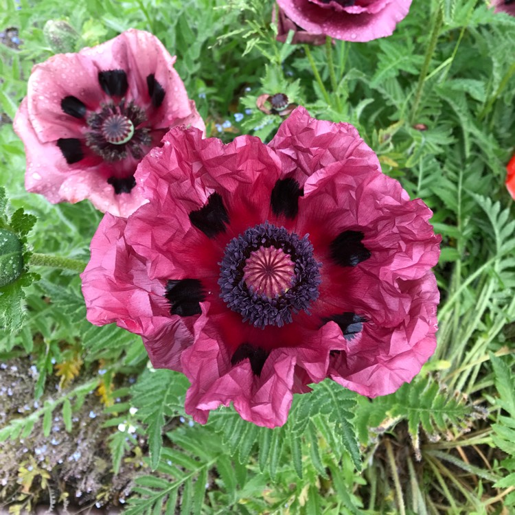 Plant image Papaver orientale 'Patty's Plum'