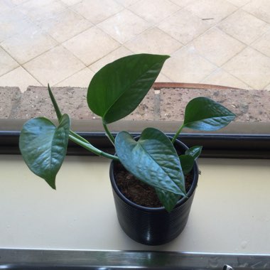 Epipremnum 'Jade'