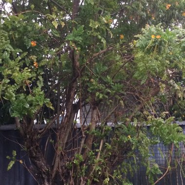 Andrew's garden