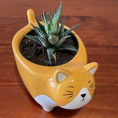 Haworthia 'Zebra'
