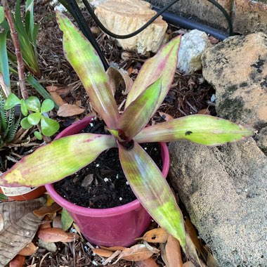 Bromeliad