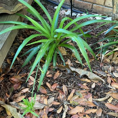 Spider Plant