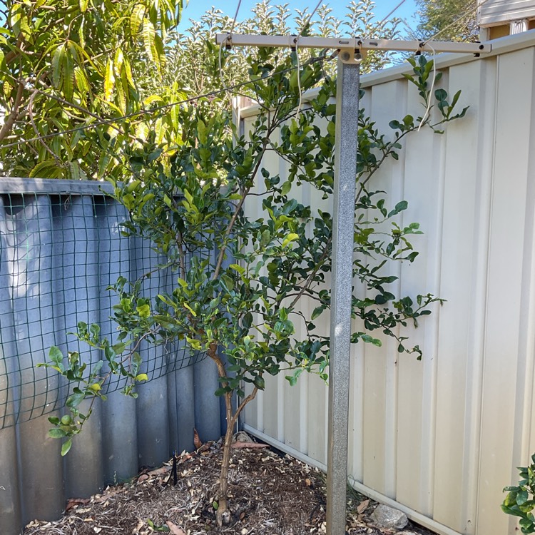 plant image 1732880