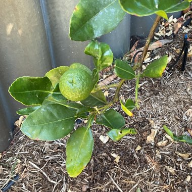 Thai Lime