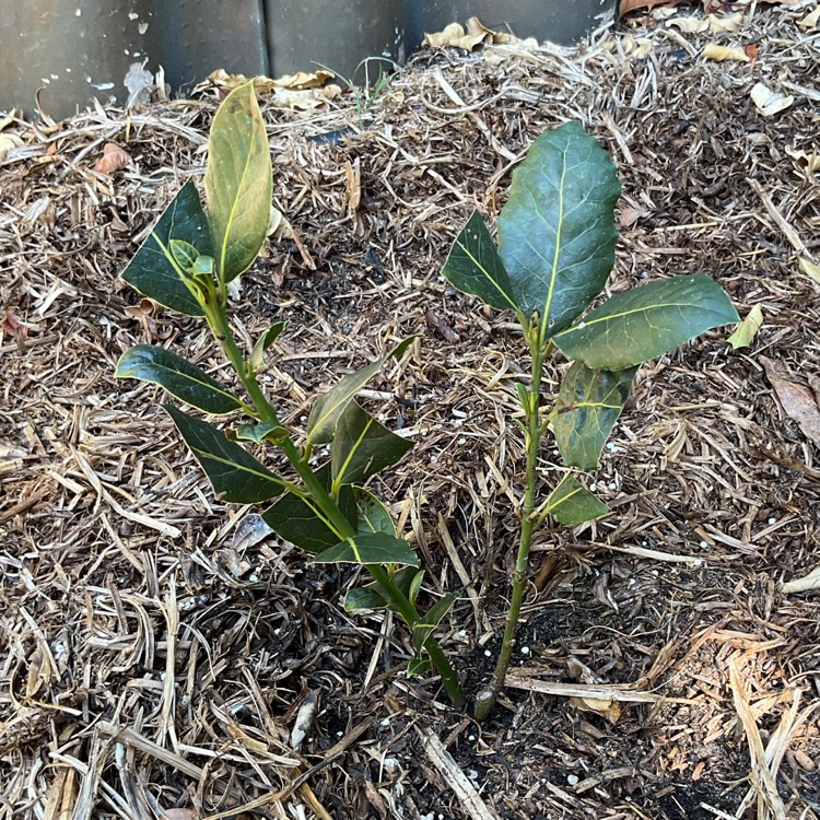 plant image 1732882