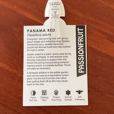 Passionfruit 'Panama Red'
