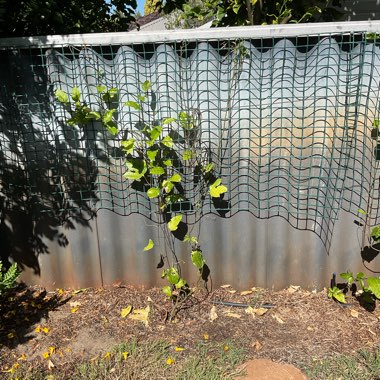 Passionfruit 'Panama Gold'