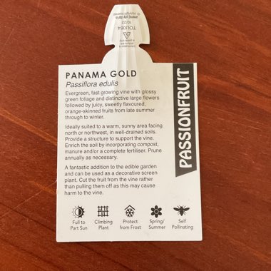 Passionfruit 'Panama Gold'