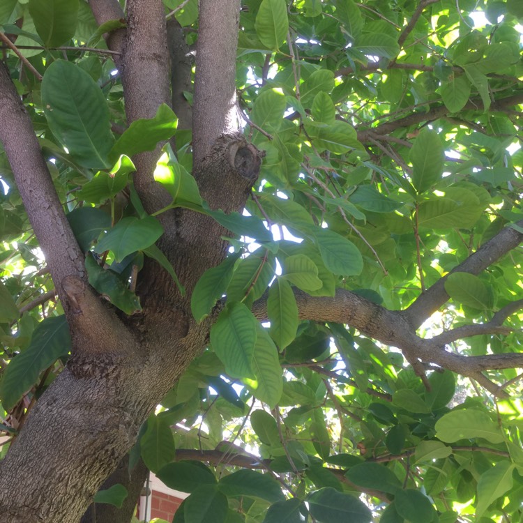 plant image 541615
