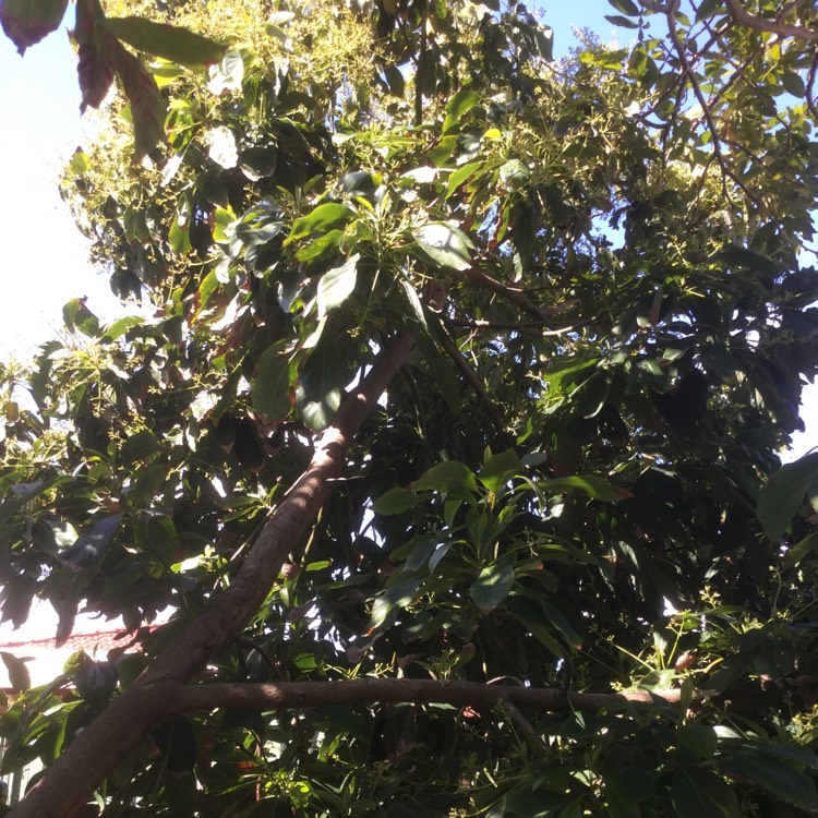 plant image 541616