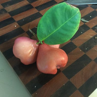 Syzygium samarangense