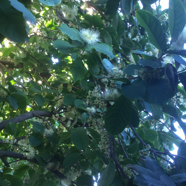 plant image 595483