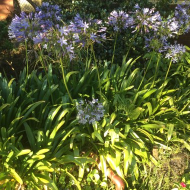 African Lily