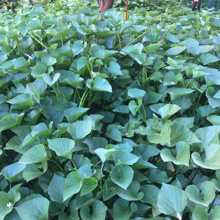 plant image 595542