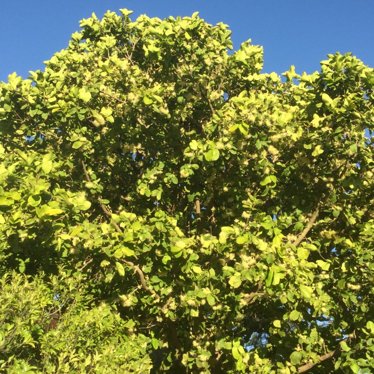 plant image 595543