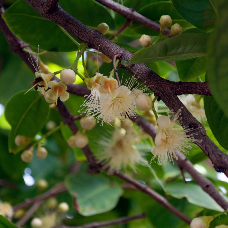 plant image 595544