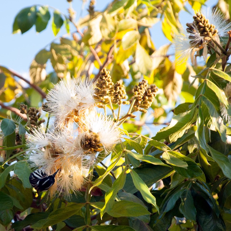 Plant image Inga edulis