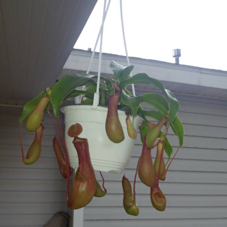 Plant image Nepenthes ventrata x