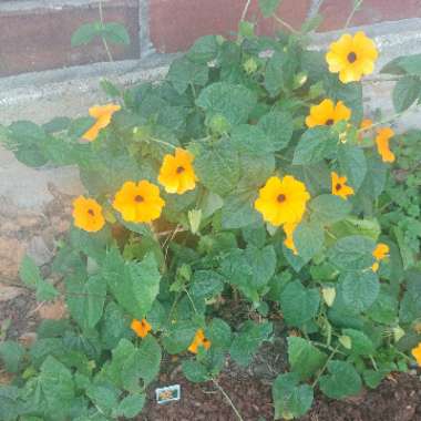 Black-Eyed Susan
