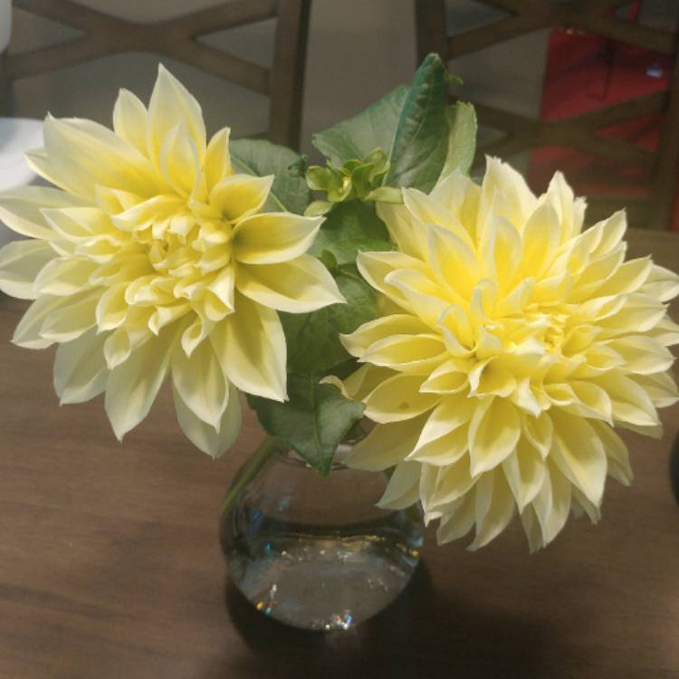 plant image 519218
