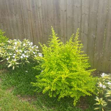 Lacey's garden