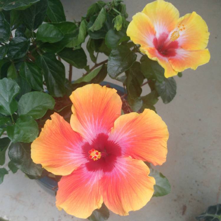 plant image 519224