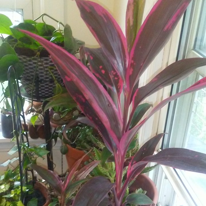 Plant image Cordyline 'Pink Joy' syn. Cordyline brasiliensis 'Pink Joy'