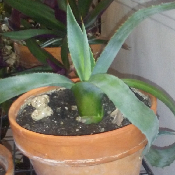 Plant image Agave tequilana