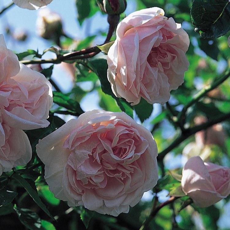 plant image 908403