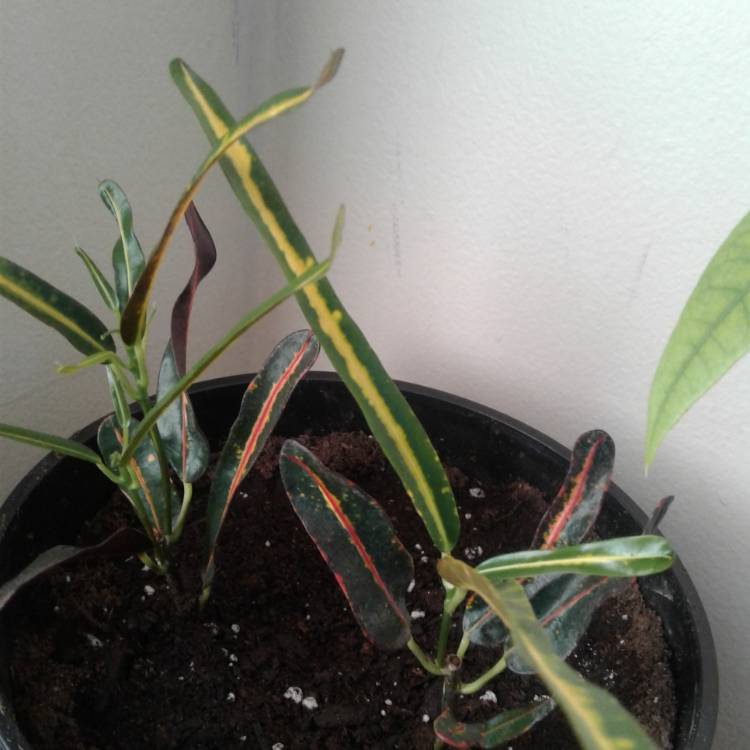 plant image 788233
