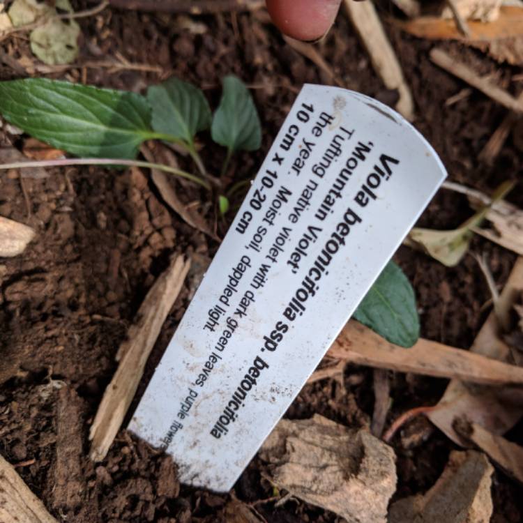 Plant image Viola betonicifolia