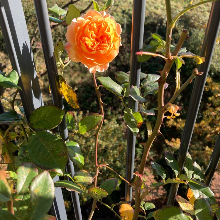 Plant image Rosa 'Ausles' syn. Rosa 'Charles Austin'