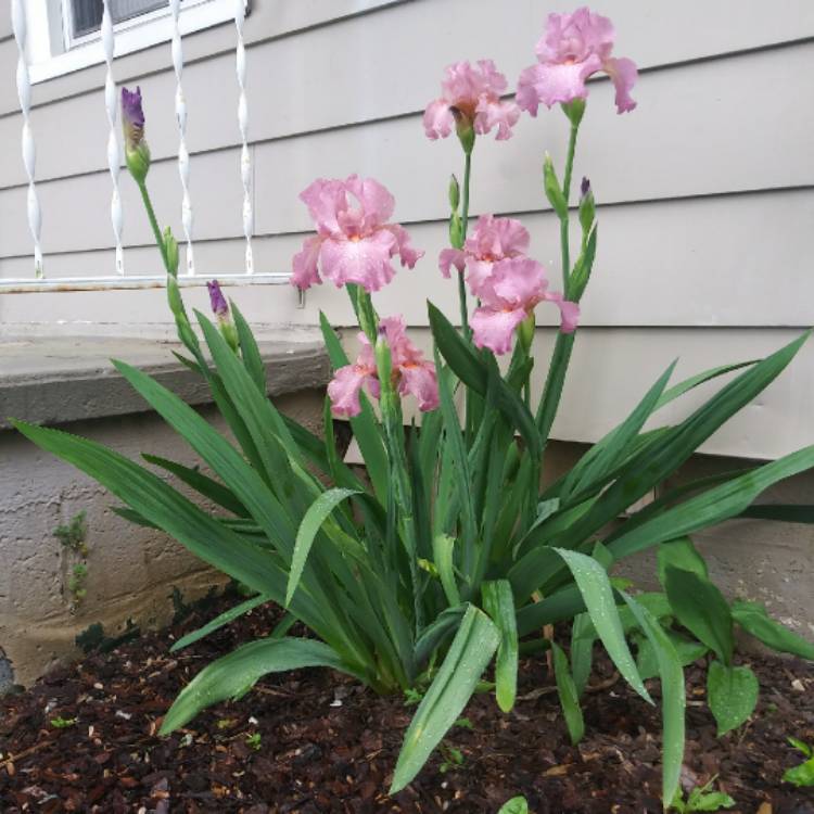 plant image 1301500