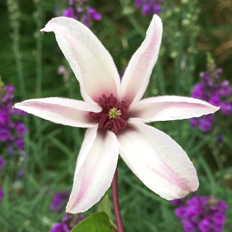 Plant image Clematis texensis 'Princess Kate'