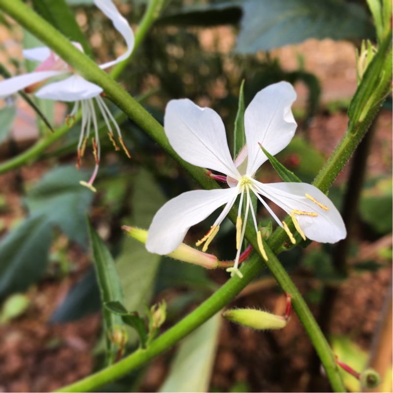 Lindheimer's Beeblossom