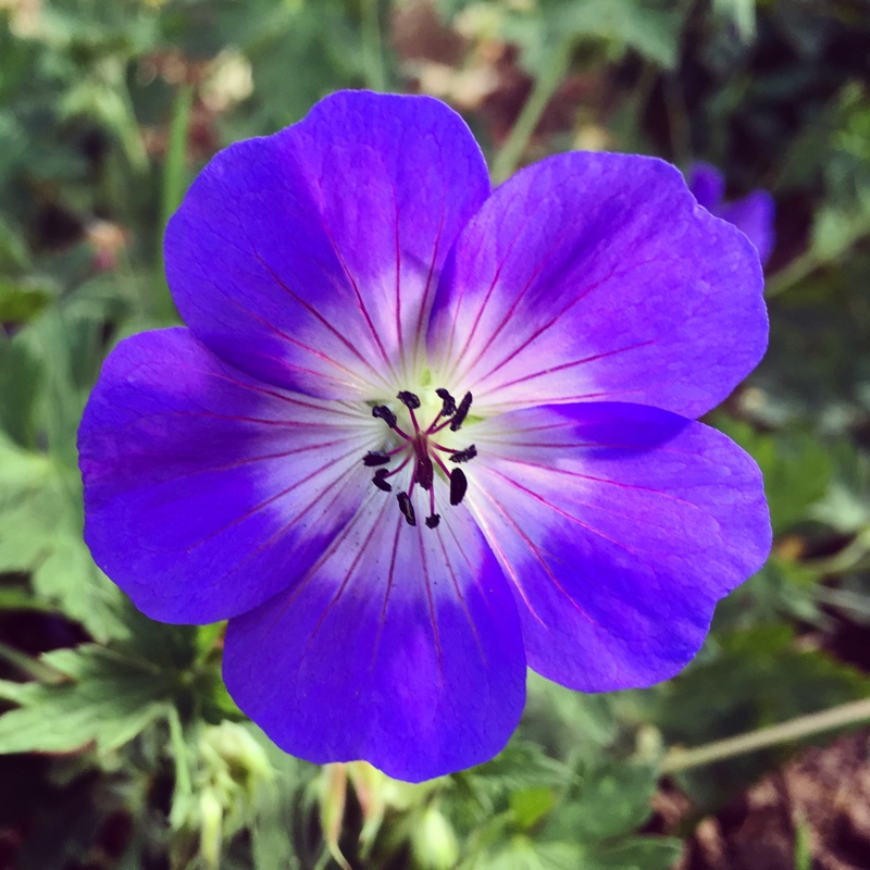 Cranesbill 'Rozanne'