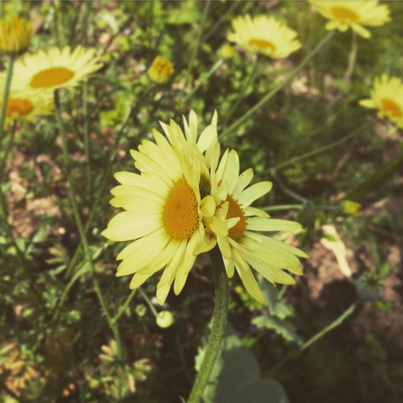 Golden Marguerite 'E.C. Buxton'