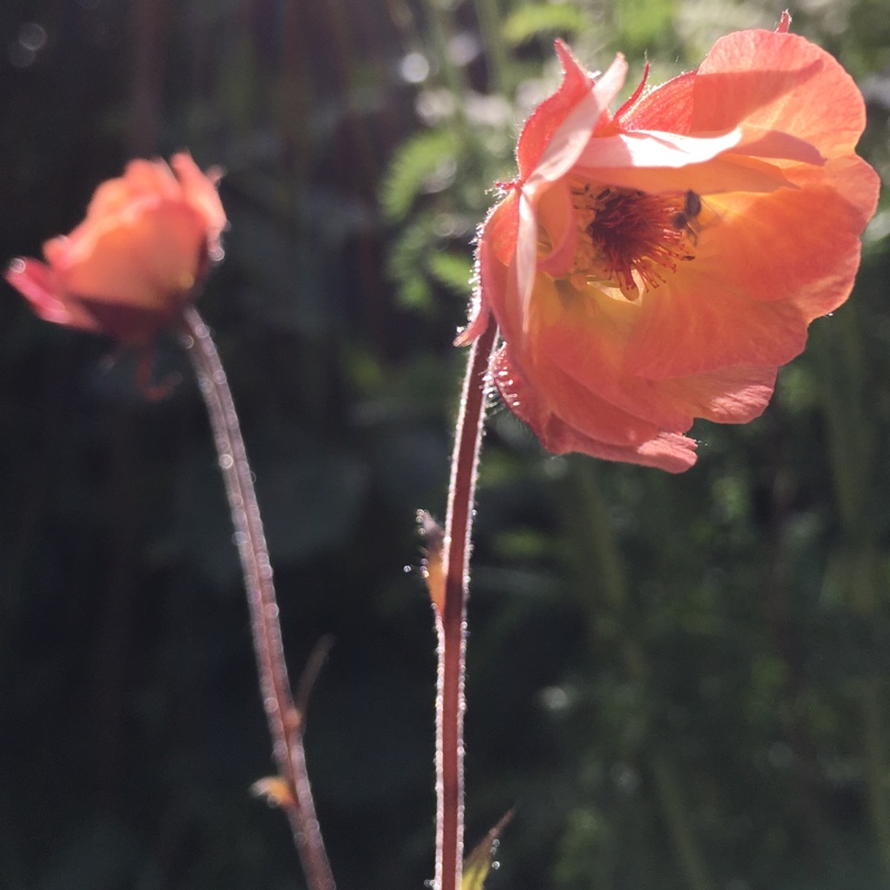Plant image Geum 'Mai Tai'