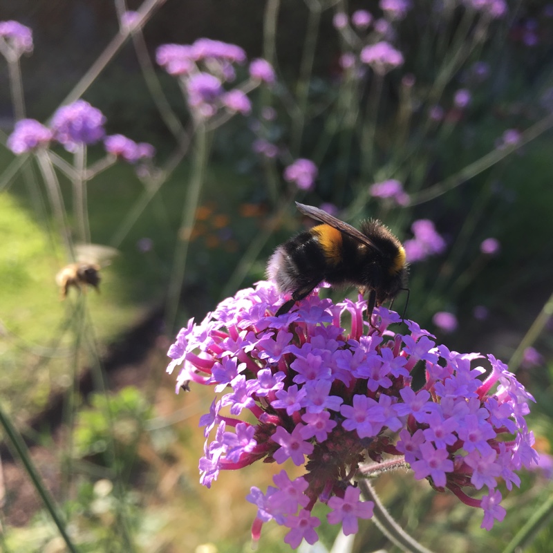 Purple Top Vervain