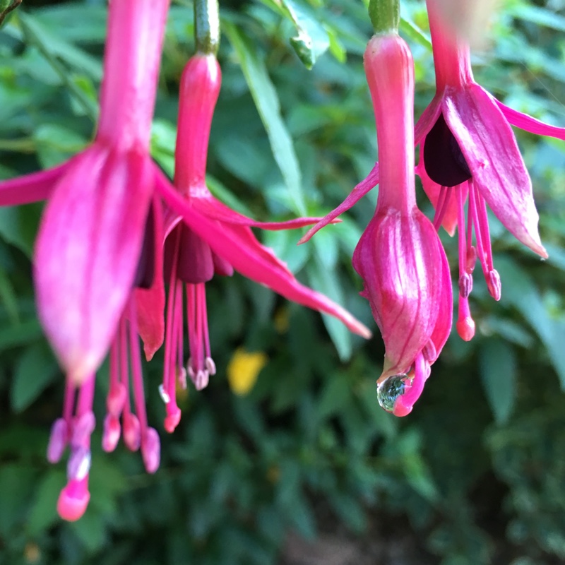 Fuchsia
