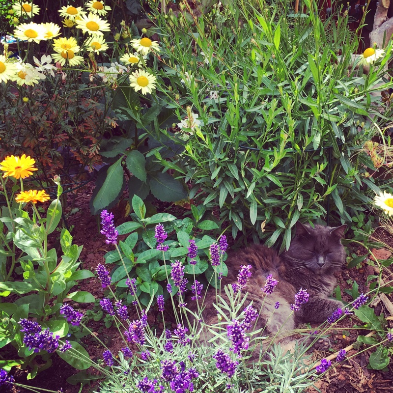 Christina's garden