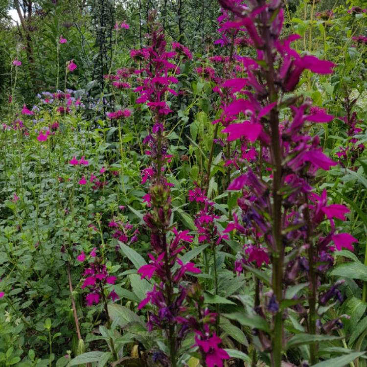 Plant image Lobelia x speciosa 'Tania'