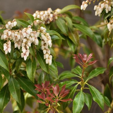 Pieris japonica 'Mountain Fire'