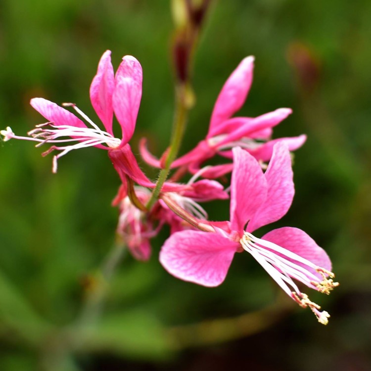 Plant image Oenothera lindheimeri 'Passionate Pink' syn. Gaura lindheimeri 'Passionate Pink'