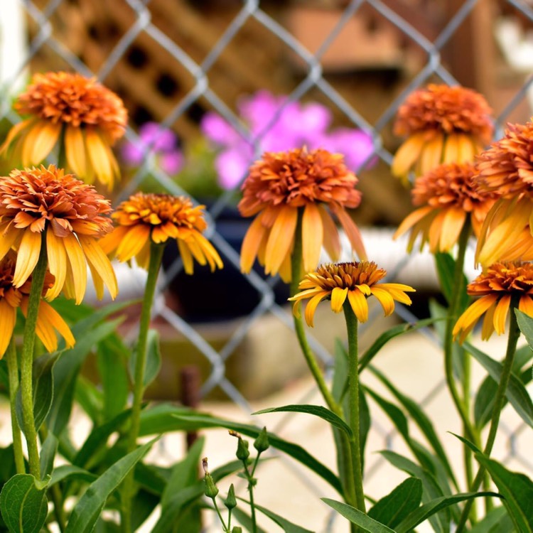 plant image 469332