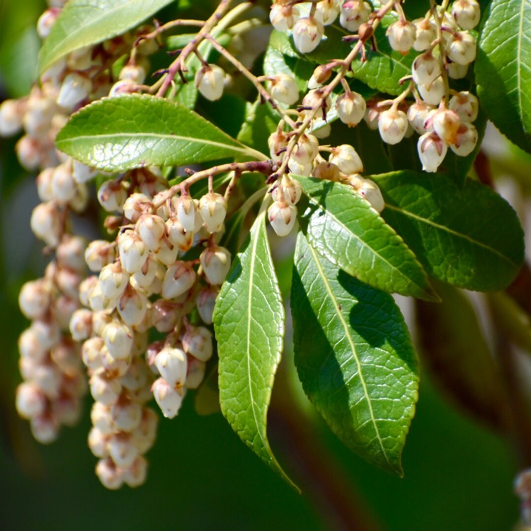 plant image 702222