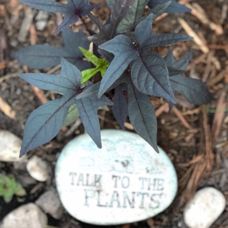 Plant image Ipomoea batatus 'Bright Ideas Black'